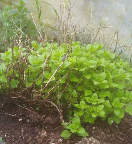 True Greek Oregano