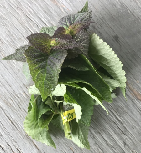 Herb, Anise Hyssop