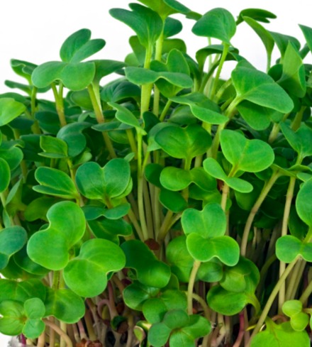 Daikon Radish Microgreens