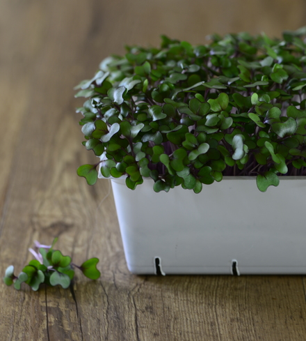 Cabbage (Red) Microgreens