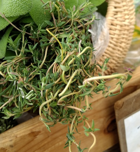 Thyme