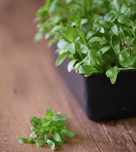 Cilantro Microgreens