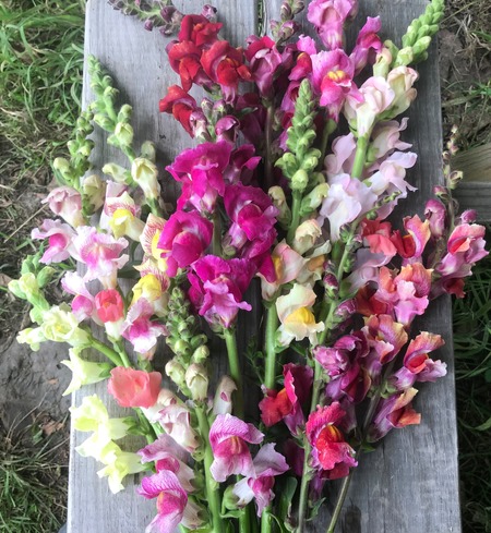 Snapdragons