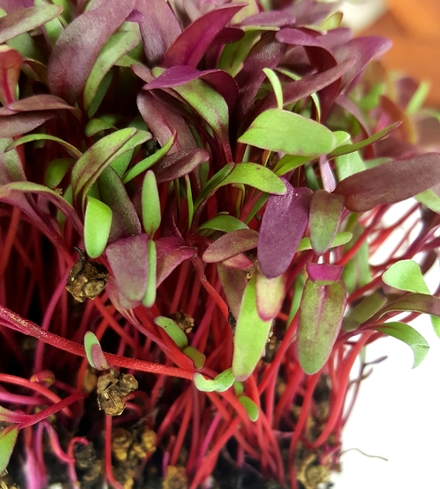 Beet (Bull's Blood)