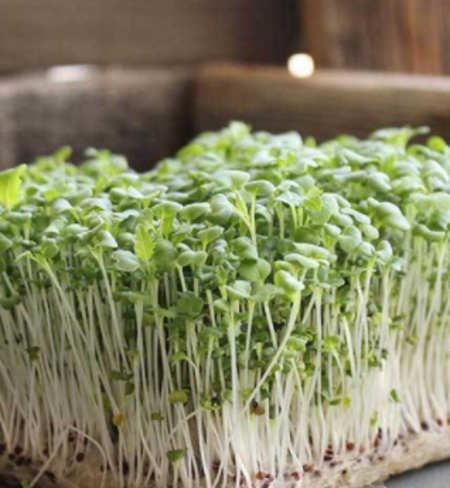 Microgreens, Mizuna - Green