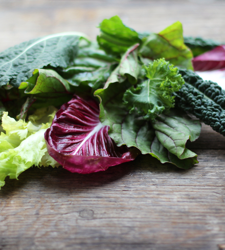Urban Farm Lettuce
