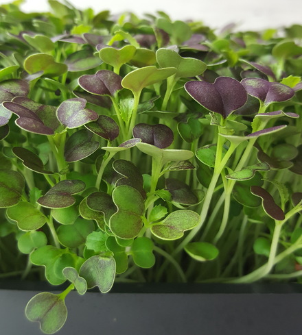 Mizuna (Red) Microgreens