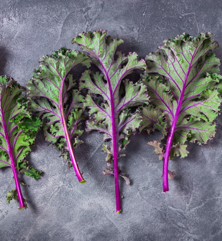 Kale, Red Russian