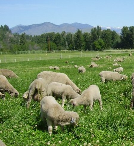 5 whole lambs (cut A)