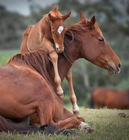 Equine Therapy ADDITIONAL