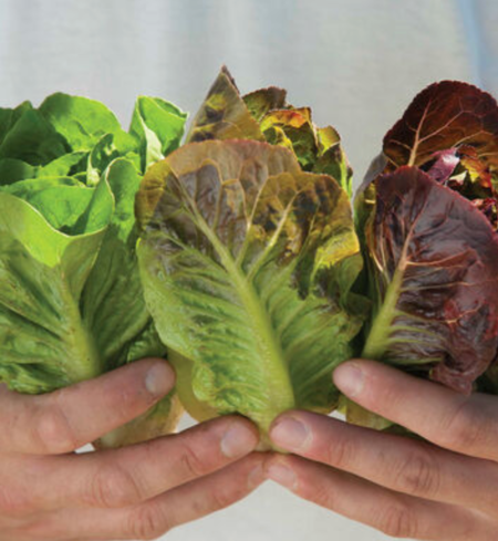 Lettuce, Romaine