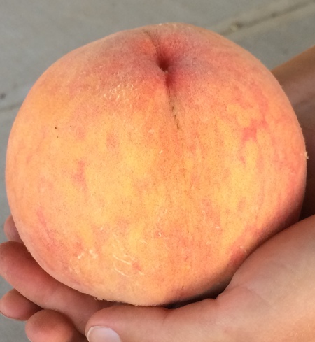 Frozen Yellow Peaches