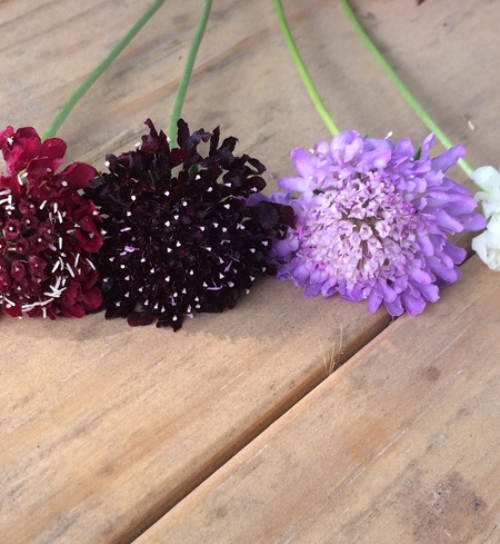 scabiosa