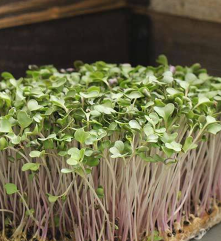 Microgreens, Brussels Sprouts