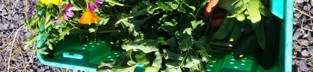 Half share CSA box