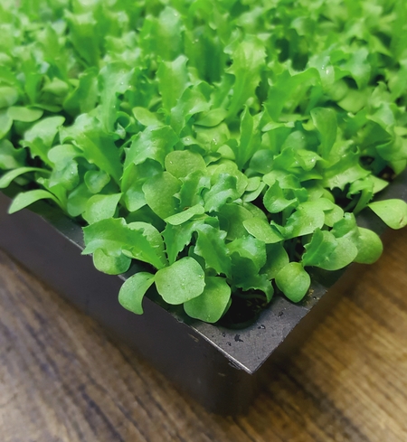 Frisse (Endive) True Leaf