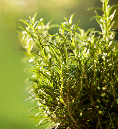 Barbeque Rosemary