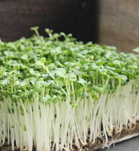 Microgreens, Pac Choi