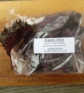 Organic Shiso