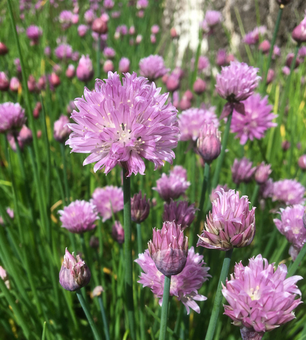 Chives