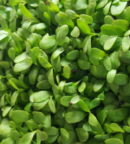 Sorrel, French Microgreens