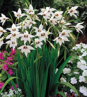 Acidanthera