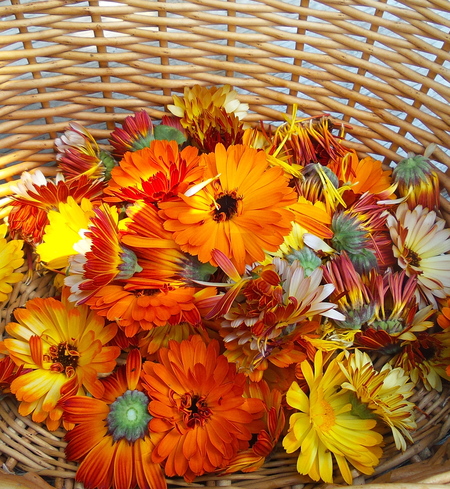 Calendula plant
