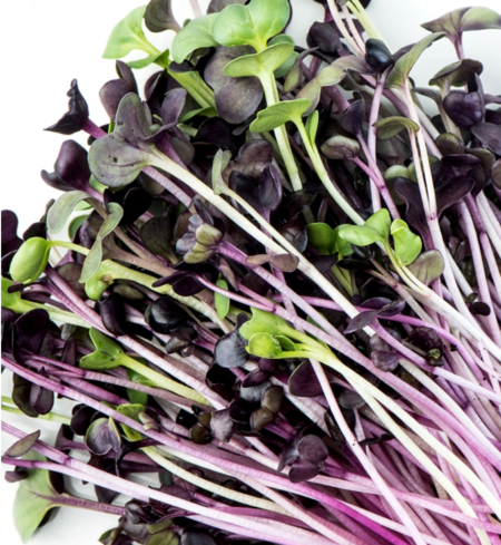 Microgreens, Radish - Purple
