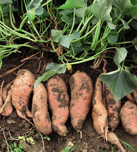 Sweet Potatoes