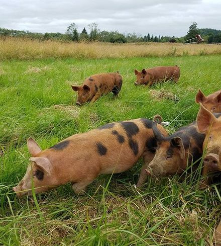 Pastured Pork Liver