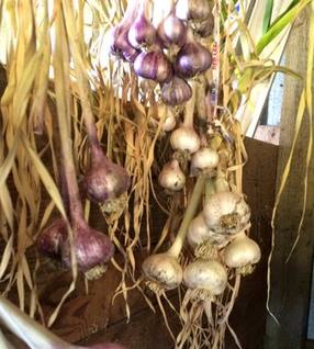 Garlic