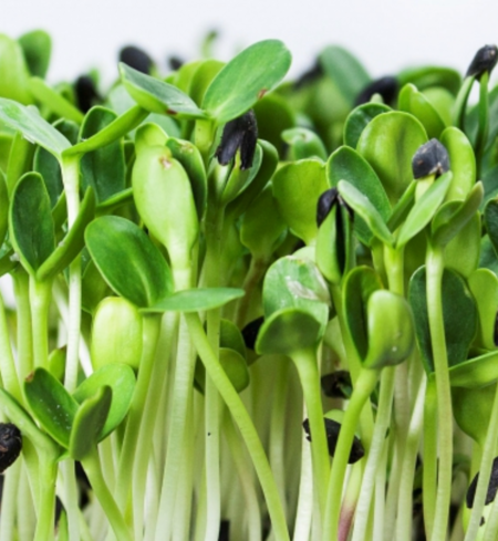 Microgreens, Sunflower Shoots