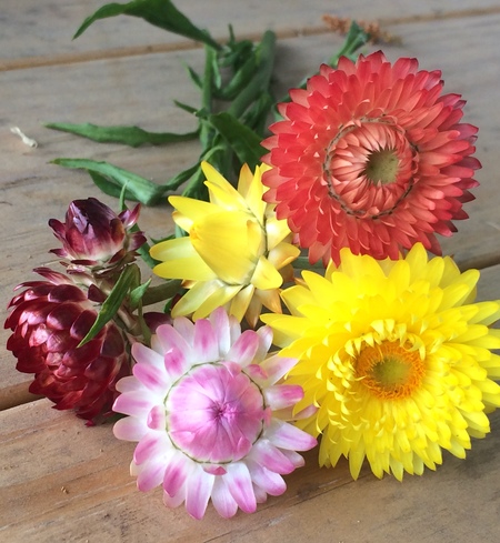 strawflowers