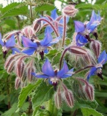 Edible Borage Flowers