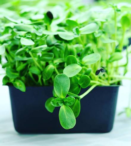 Sunflower Shoots
