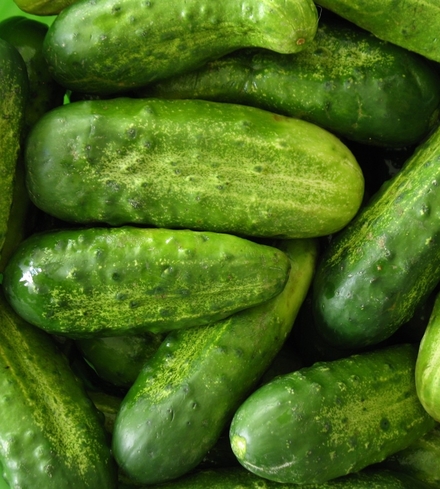 Pickle cucumbers