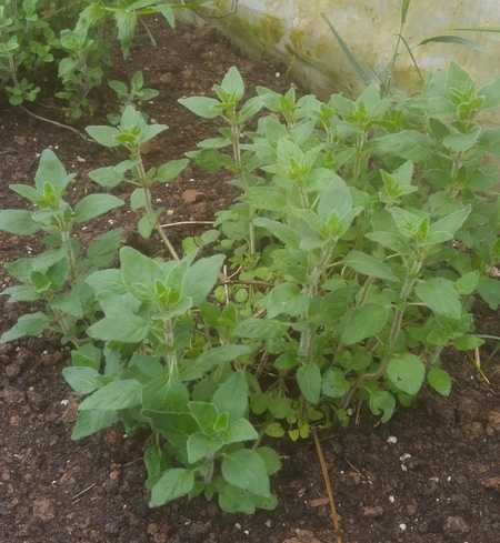 True Greek Oregano