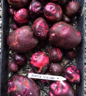 Potatoes - Purple Viking