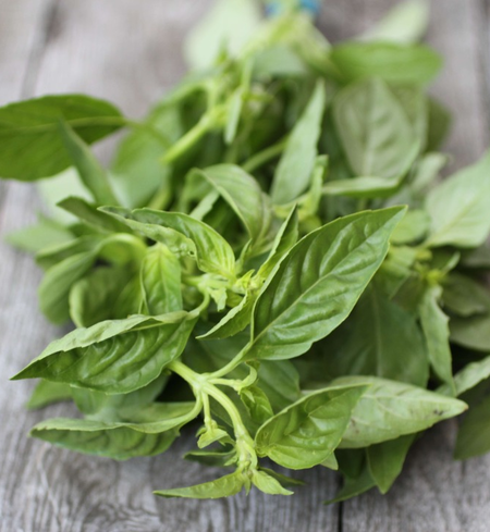 Herbs, Basil