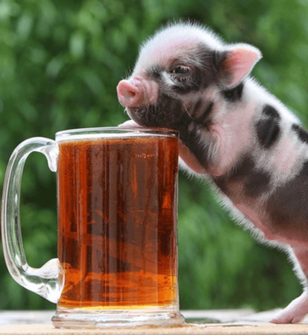 pork paid in full - Tom