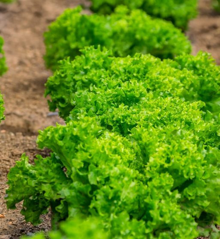 Lettuce, Green Sweet Crisp