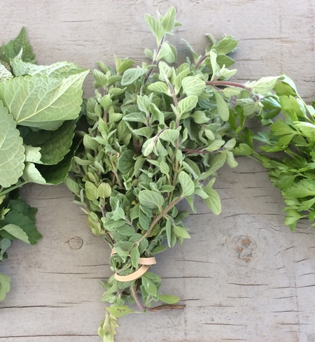 Herb, oregano