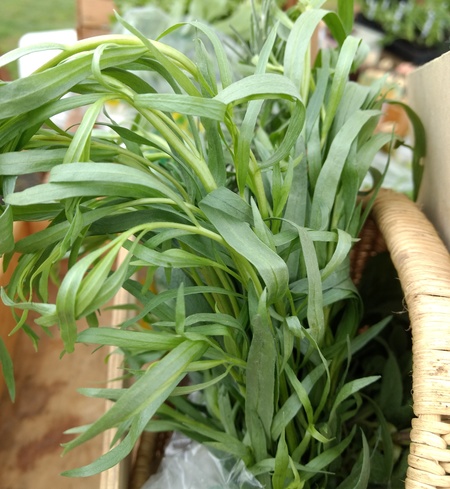 Tarragon