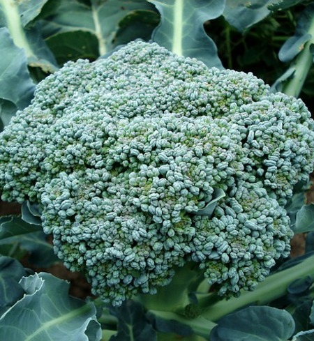 Broccoli