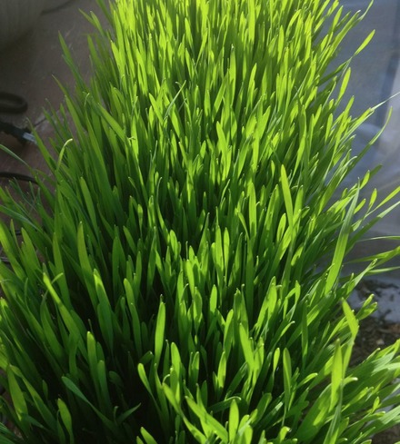Organic Cut Wheatgrass