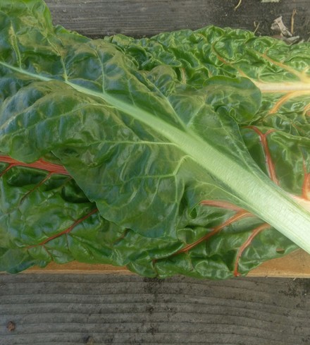 Organic Chard
