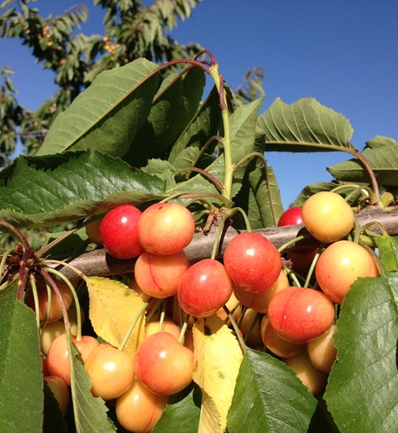 1# Frozen Rainier Cherries