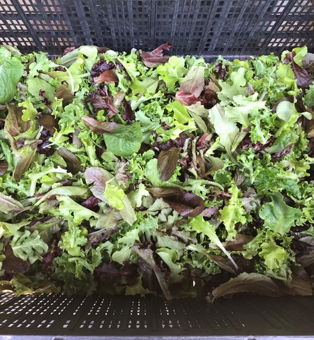 Lettuce Mix