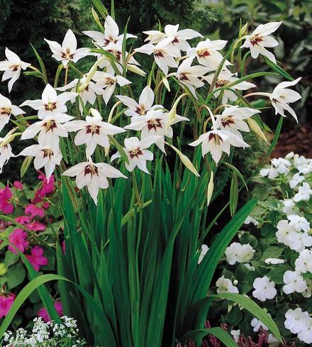 Acidanthera