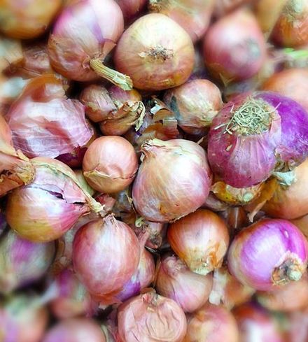 Shallots